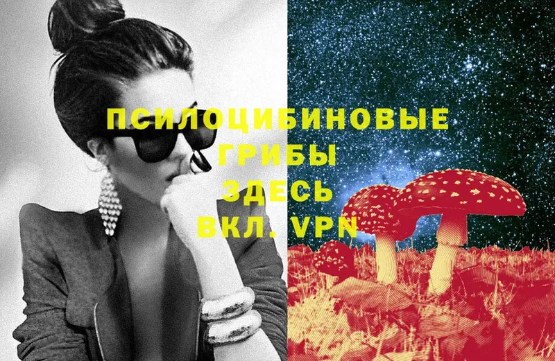 купить   Вятские Поляны  Галлюциногенные грибы Psilocybe 